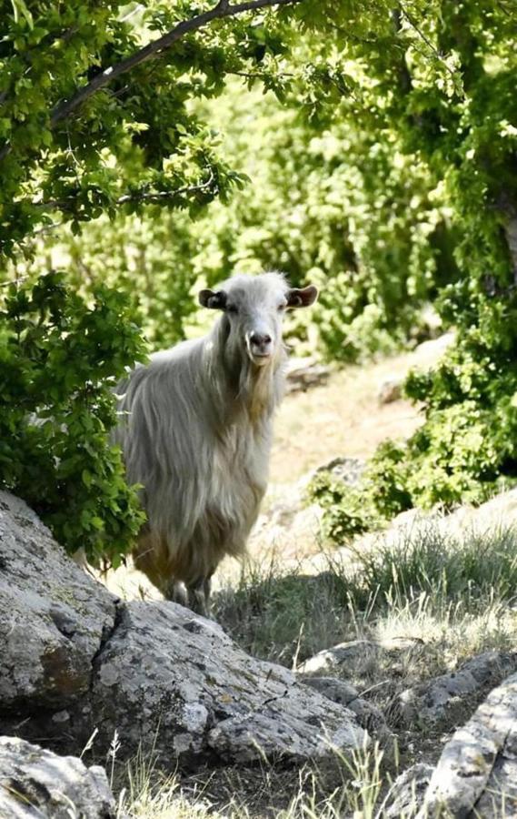 Casa Haralambie Daire Greci Dış mekan fotoğraf